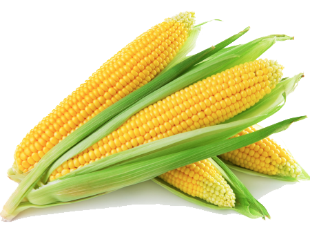 Maize