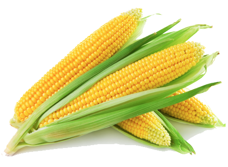 Maize